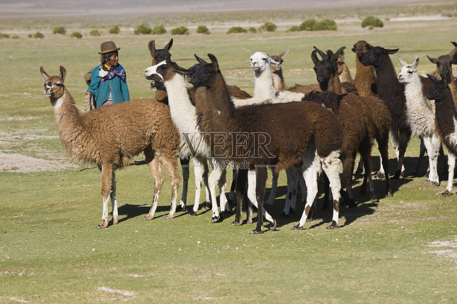 家养的美洲驼照片摄影图片