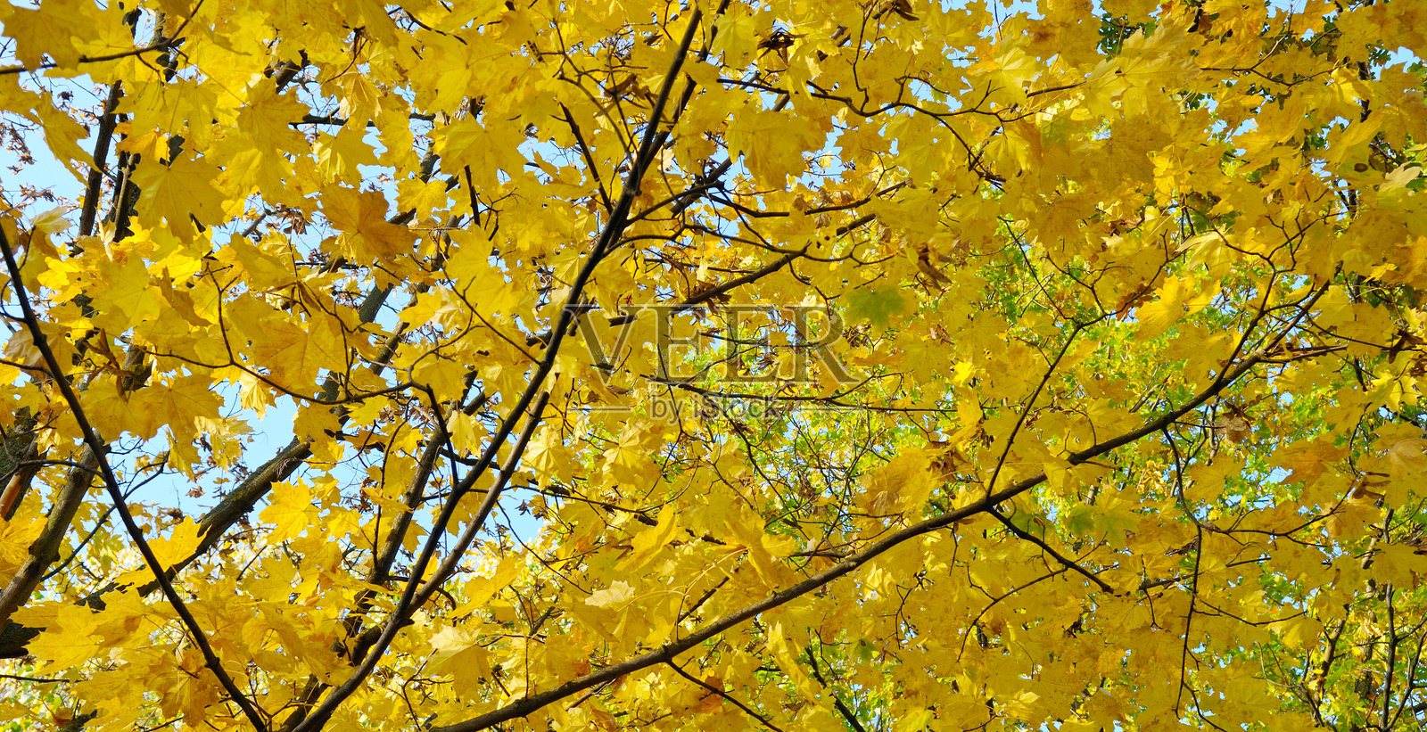 公园里美丽的黄色秋叶的秋日。宽幅照片。照片摄影图片