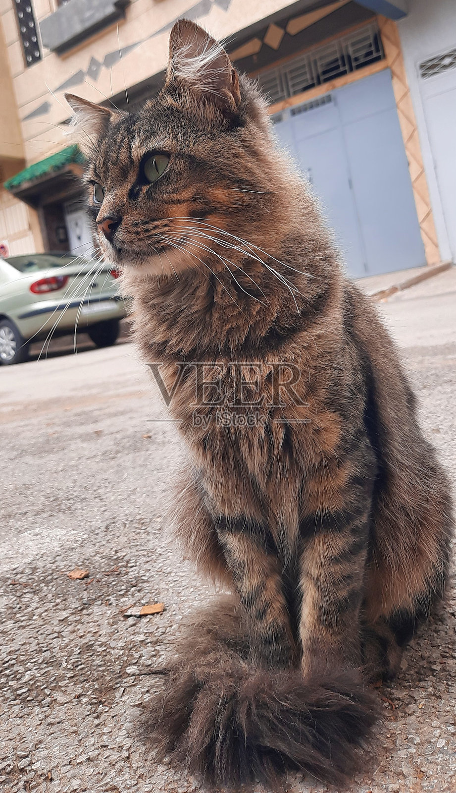 愤怒的棕色猫咪，迷人的眼睛。照片摄影图片