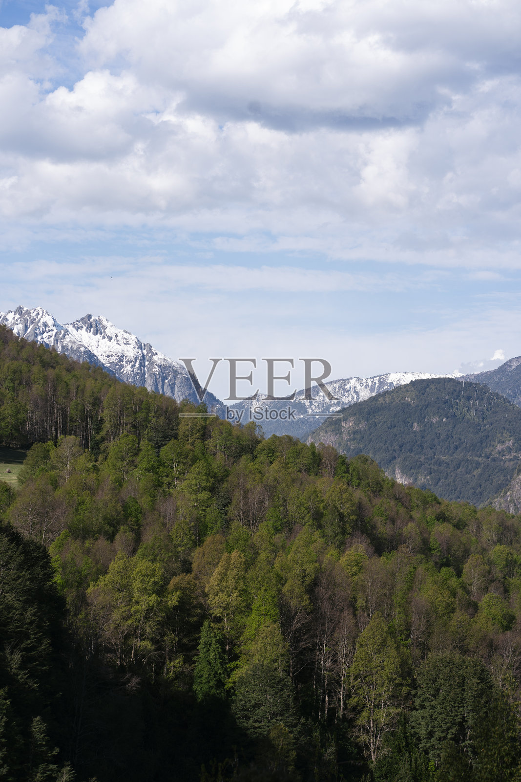 远处厚厚的绿色植被森林中可见雪山峰顶照片摄影图片
