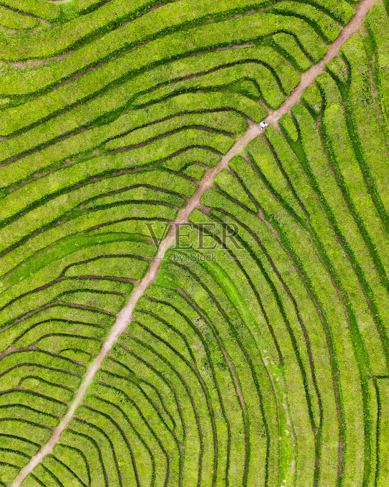 亚速尔群岛茶园的无人机视角照片摄影图片