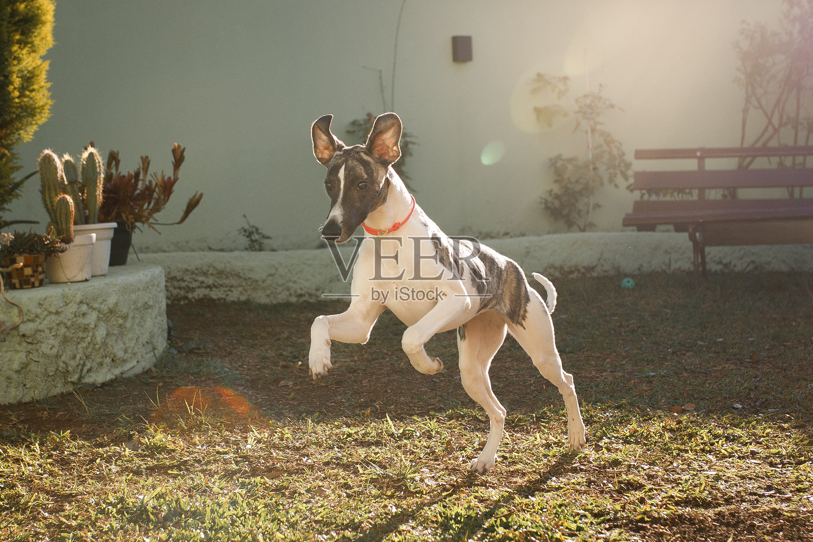 在院子里奔跑的惠比特犬照片摄影图片