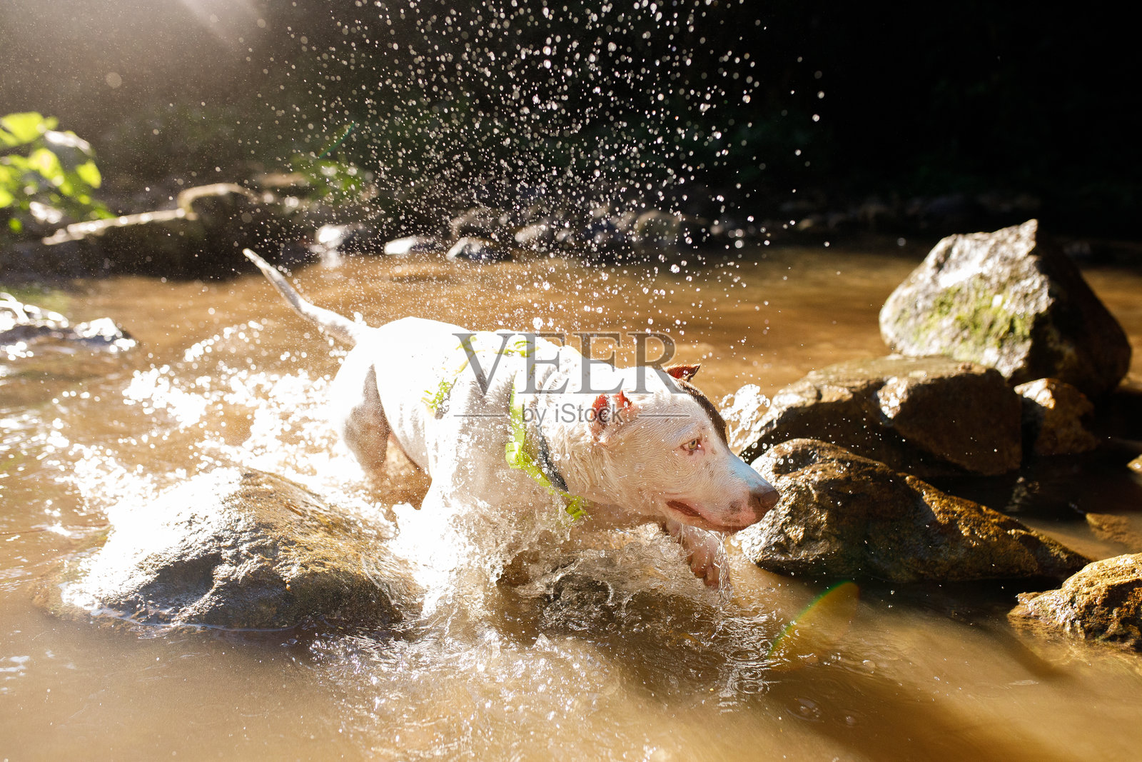狗在水中玩耍照片摄影图片