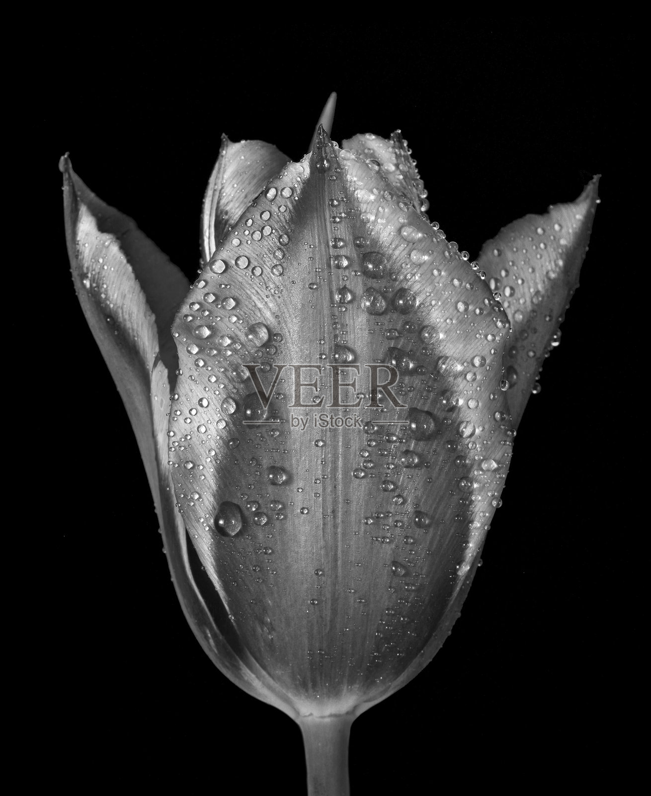 孤立在黑色背景上的水滴中的温柔郁金香。黑白色调。照片摄影图片