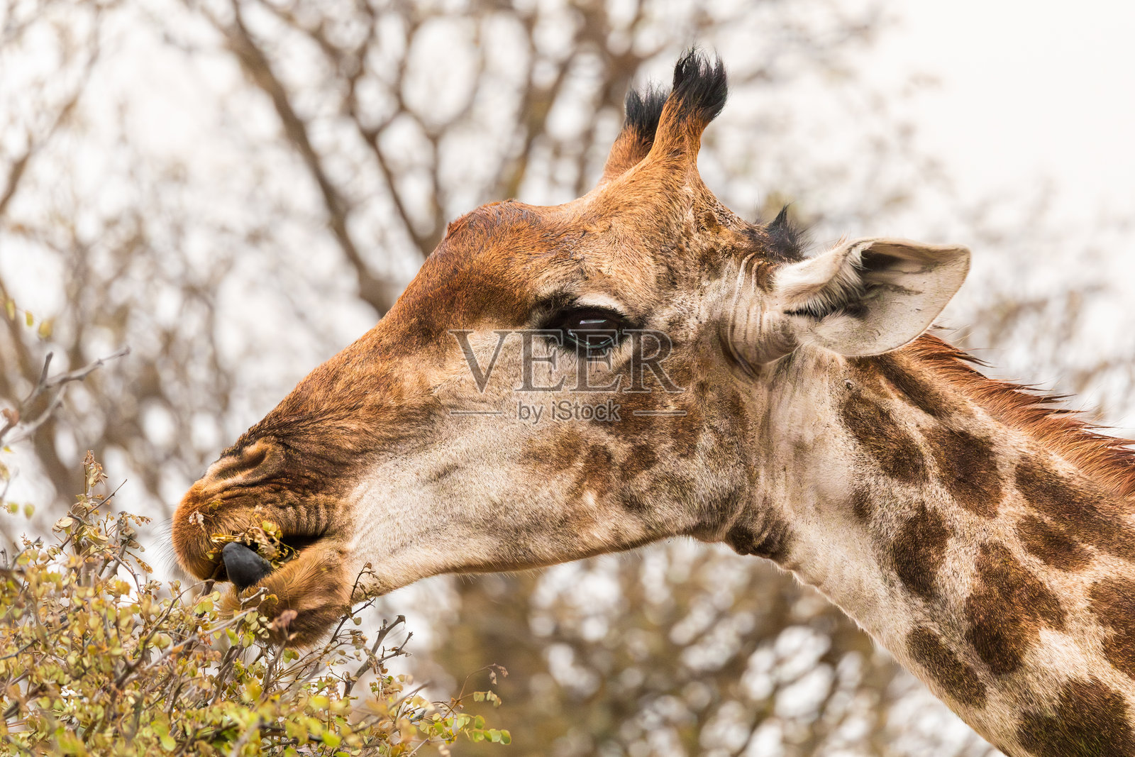 长颈鹿在吃东西的特写镜头照片摄影图片