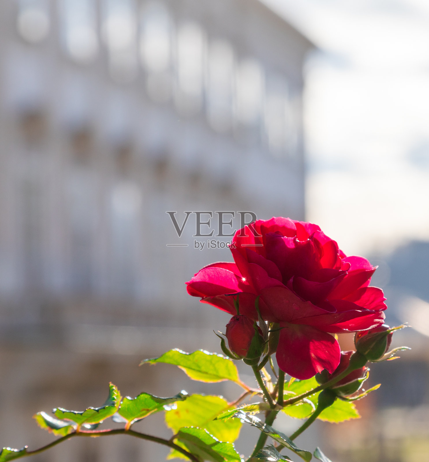 逆光下的红玫瑰照片摄影图片