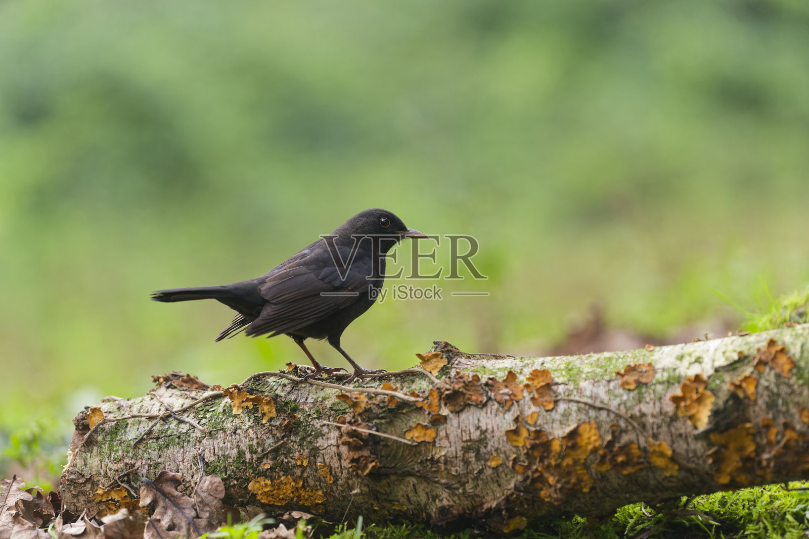 树林中的黑鸟照片摄影图片