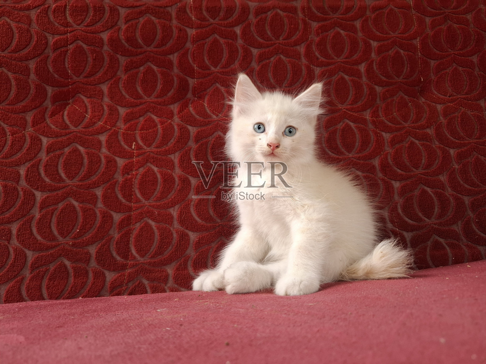 白色小猫有着美丽的眼睛照片摄影图片