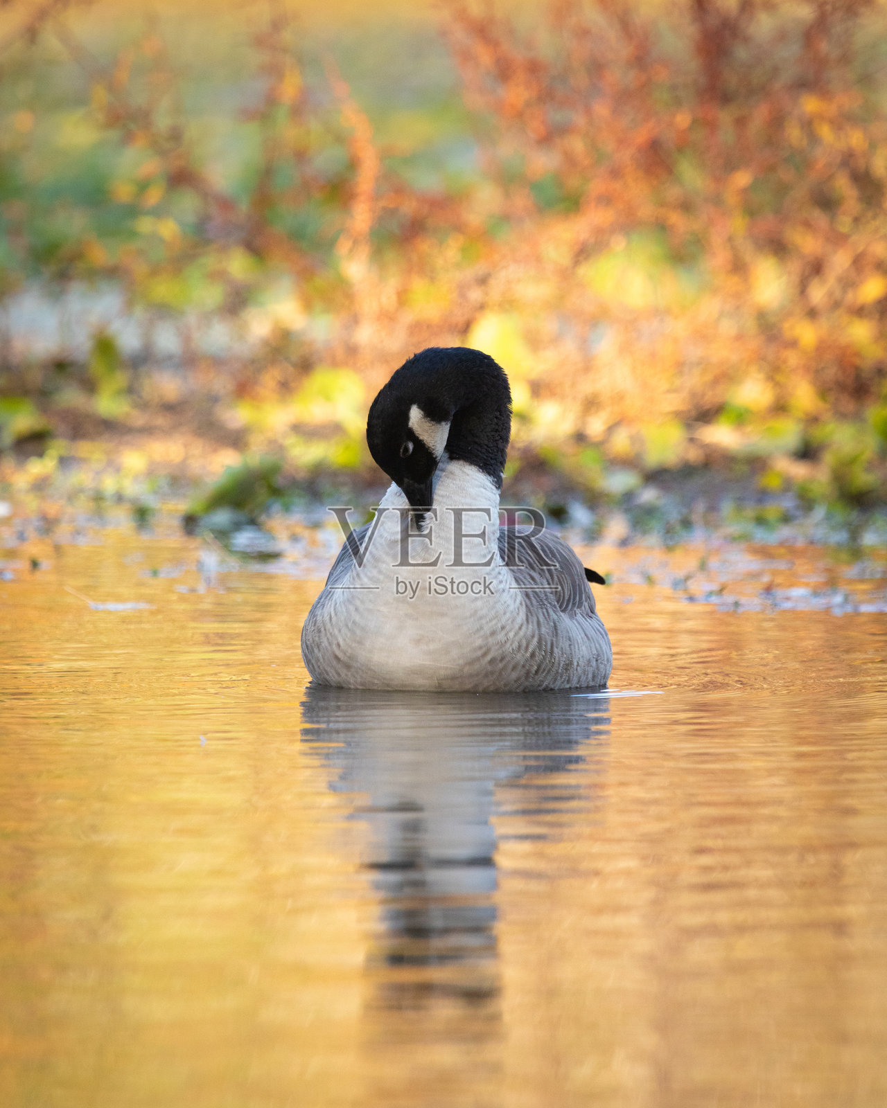 加拿大鹅在秋季池塘上梳理羽毛照片摄影图片