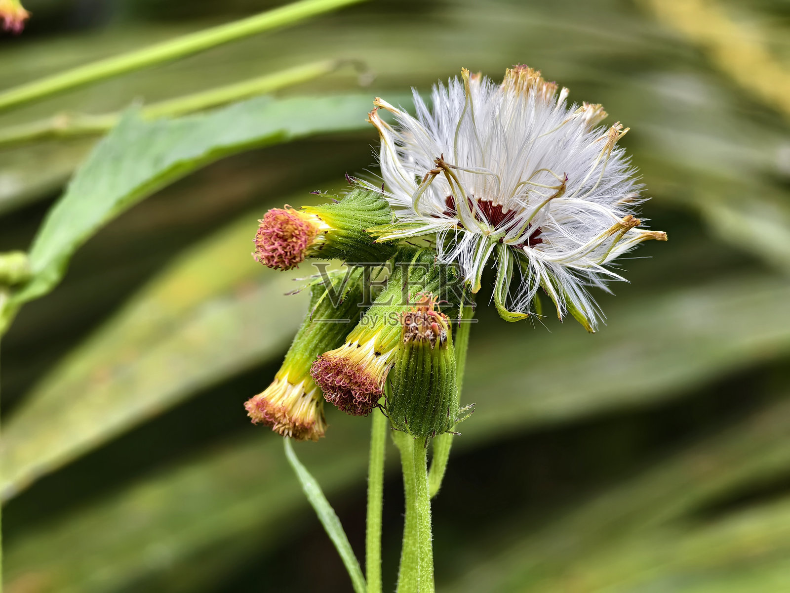 热带自然中的Crassocephalum crepidioides照片摄影图片