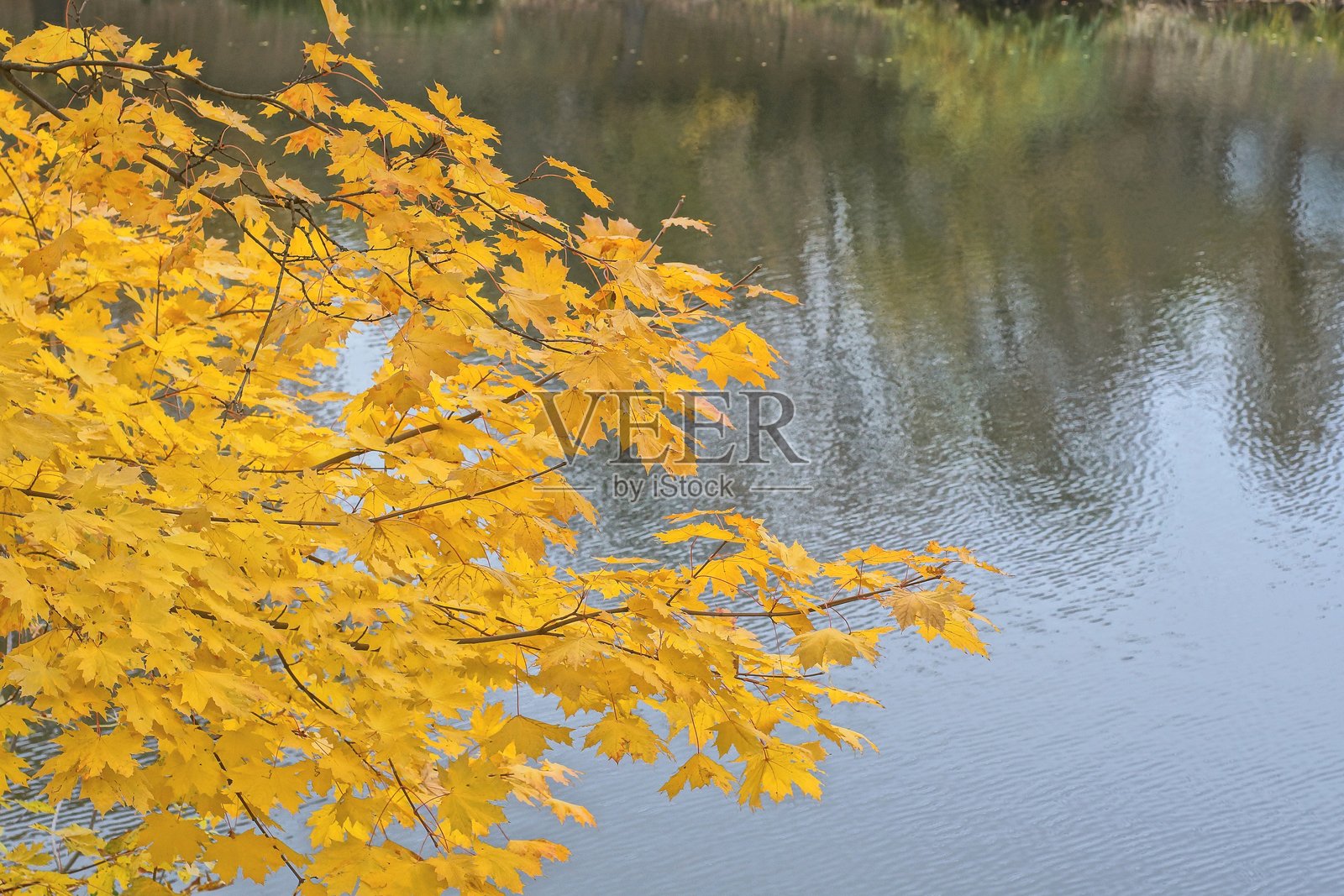 枫树的枝条上挂满黄色的叶子，背景是灰色的水面。照片摄影图片