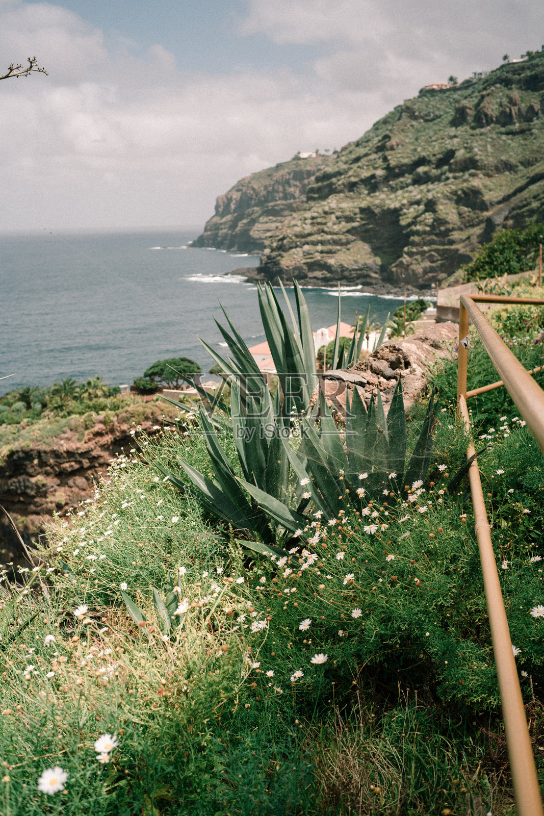 特内里费岛上的芦荟植物，背景是大海。照片摄影图片