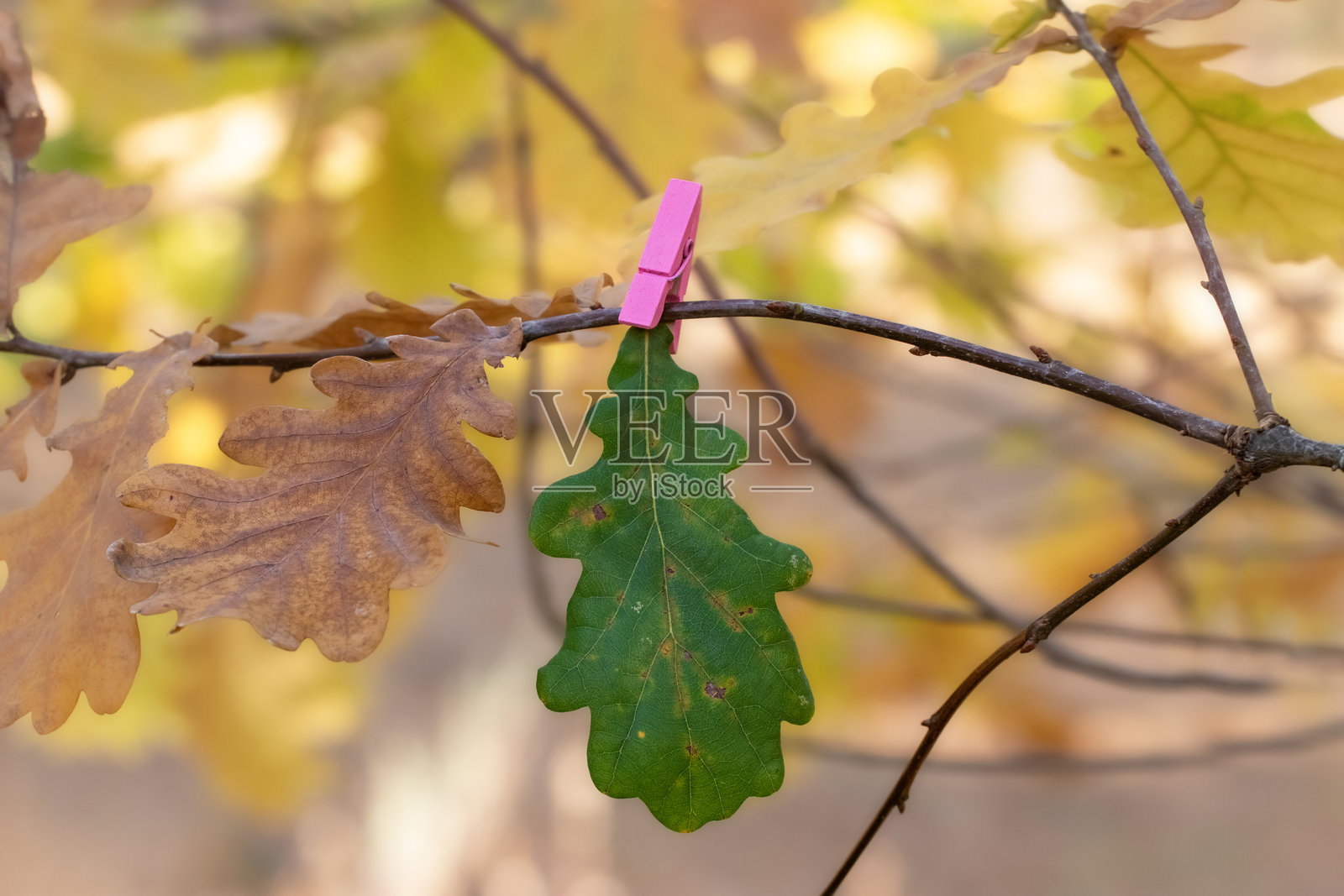 干枯的橡树叶挂在树枝上。创意秋季自然概念。照片摄影图片