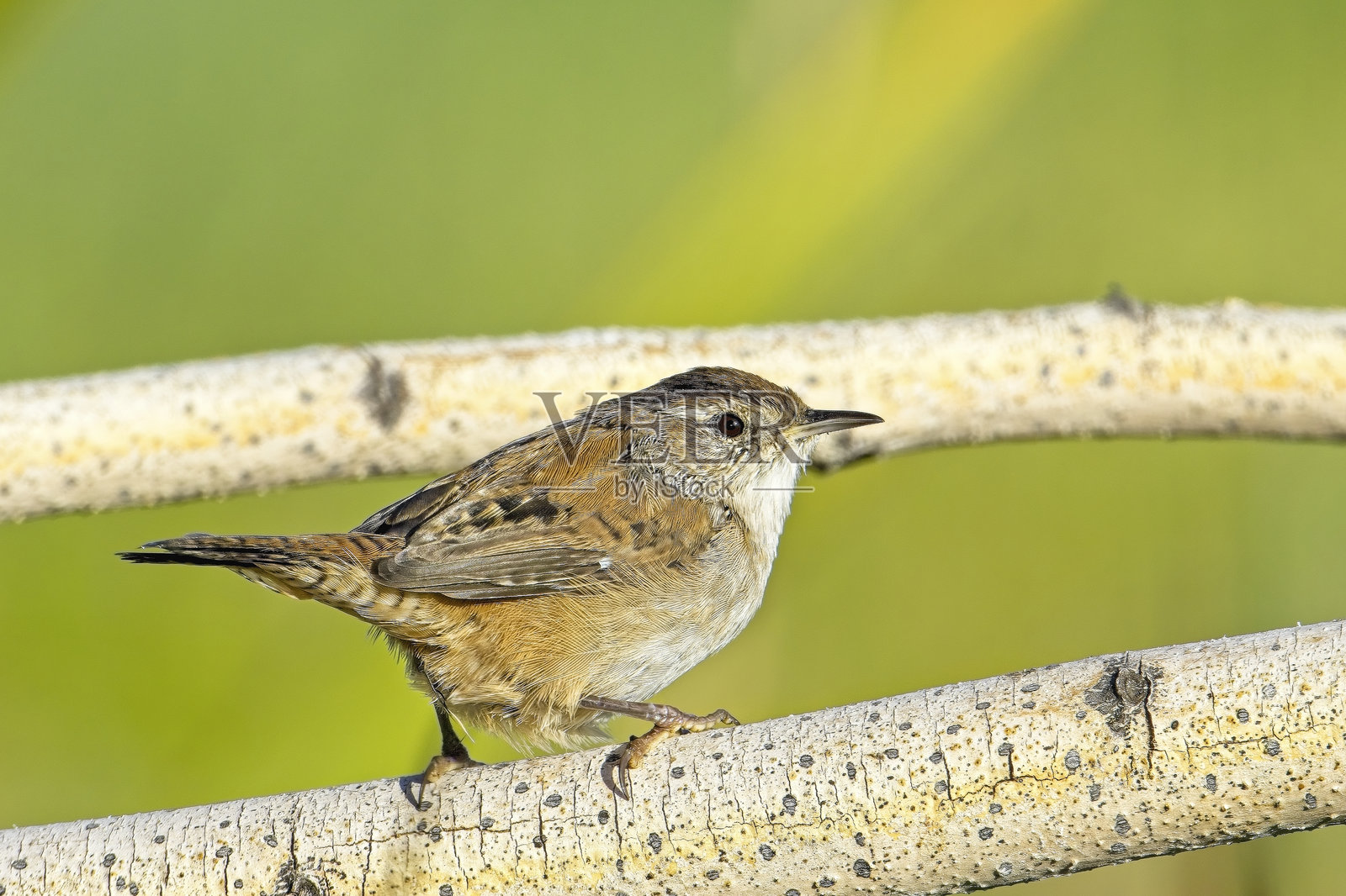 贝威克鹪鹩栖息在一根小树枝上。照片摄影图片