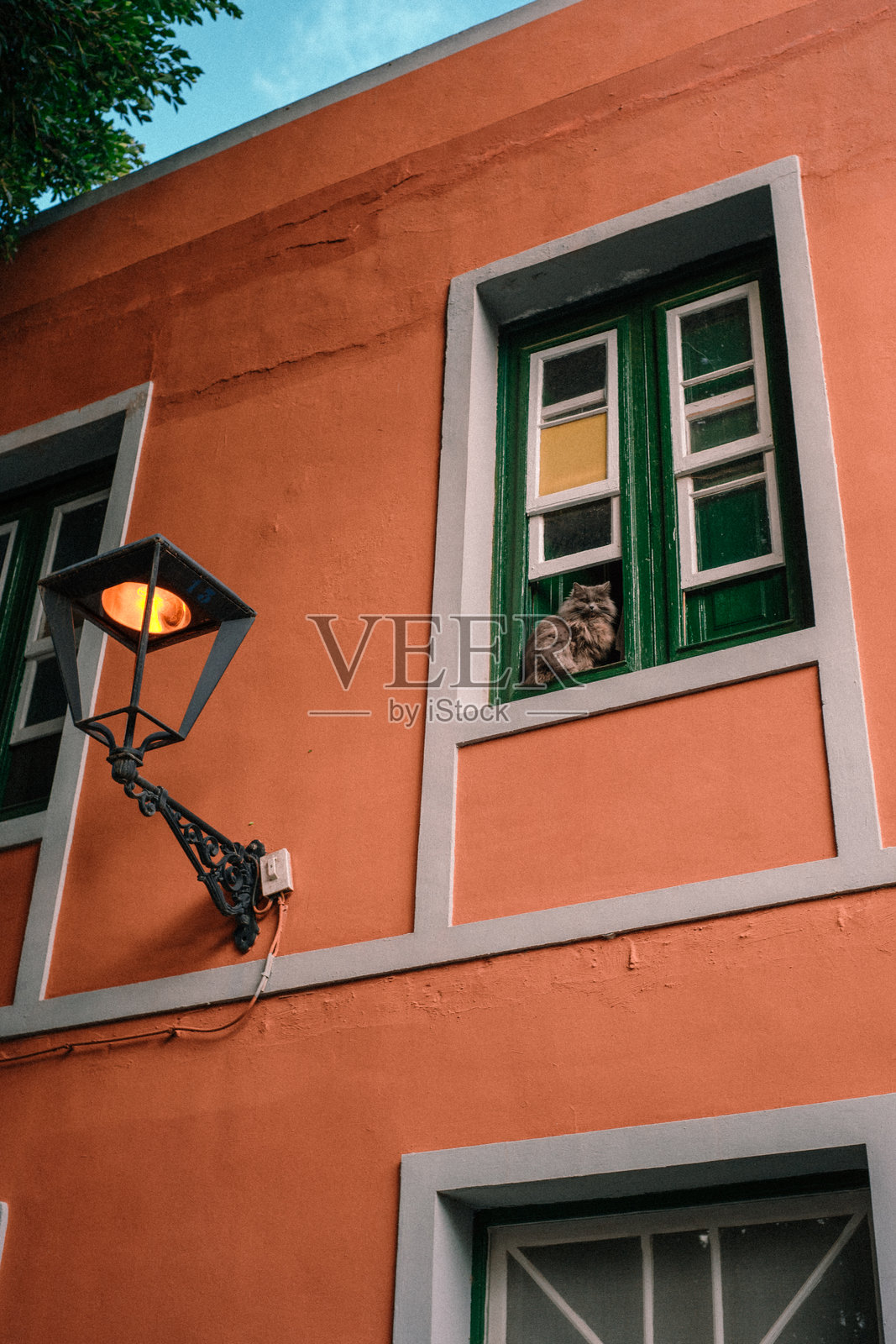 一只伟大的猫坐在特内里费的加那利传统建筑的窗户上照片摄影图片