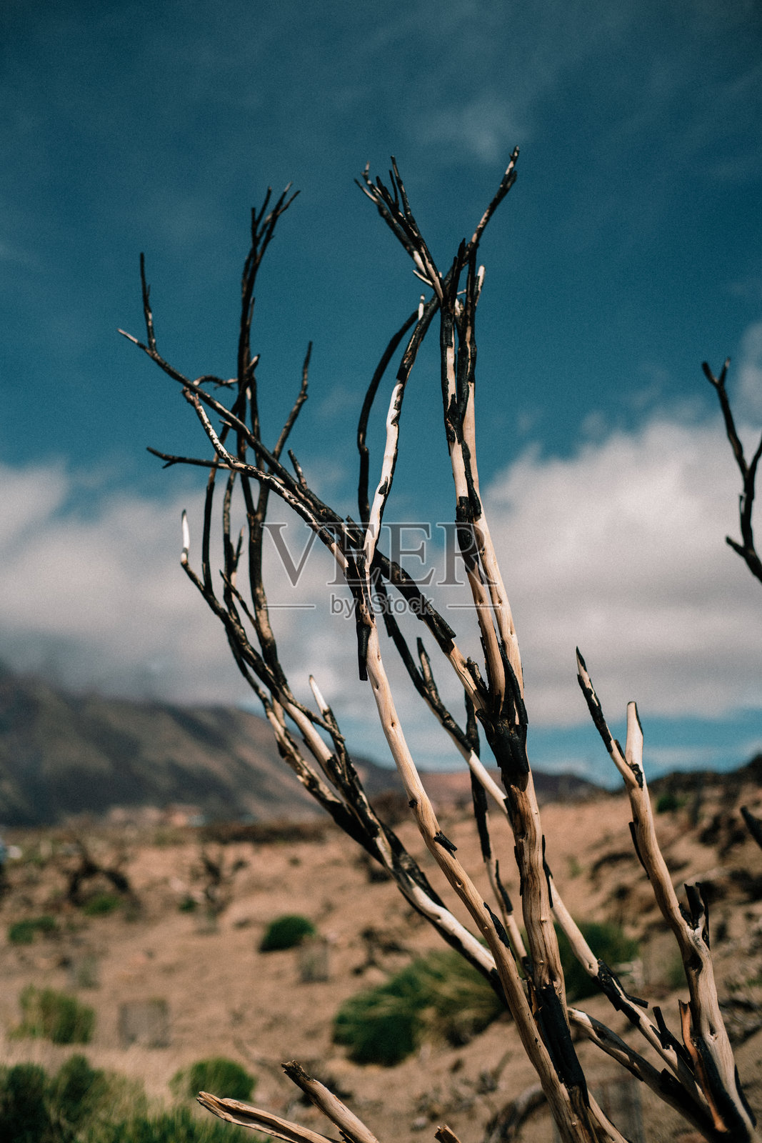 沙漠中间的干树与特内里费岛的泰德火山照片摄影图片