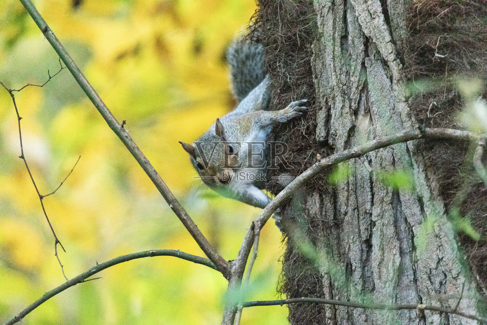 秋天树上的东部灰松鼠照片摄影图片