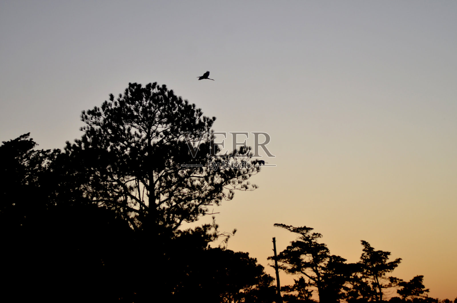 苍鹭在日落时飞越切萨皮克湾的风景照片摄影图片