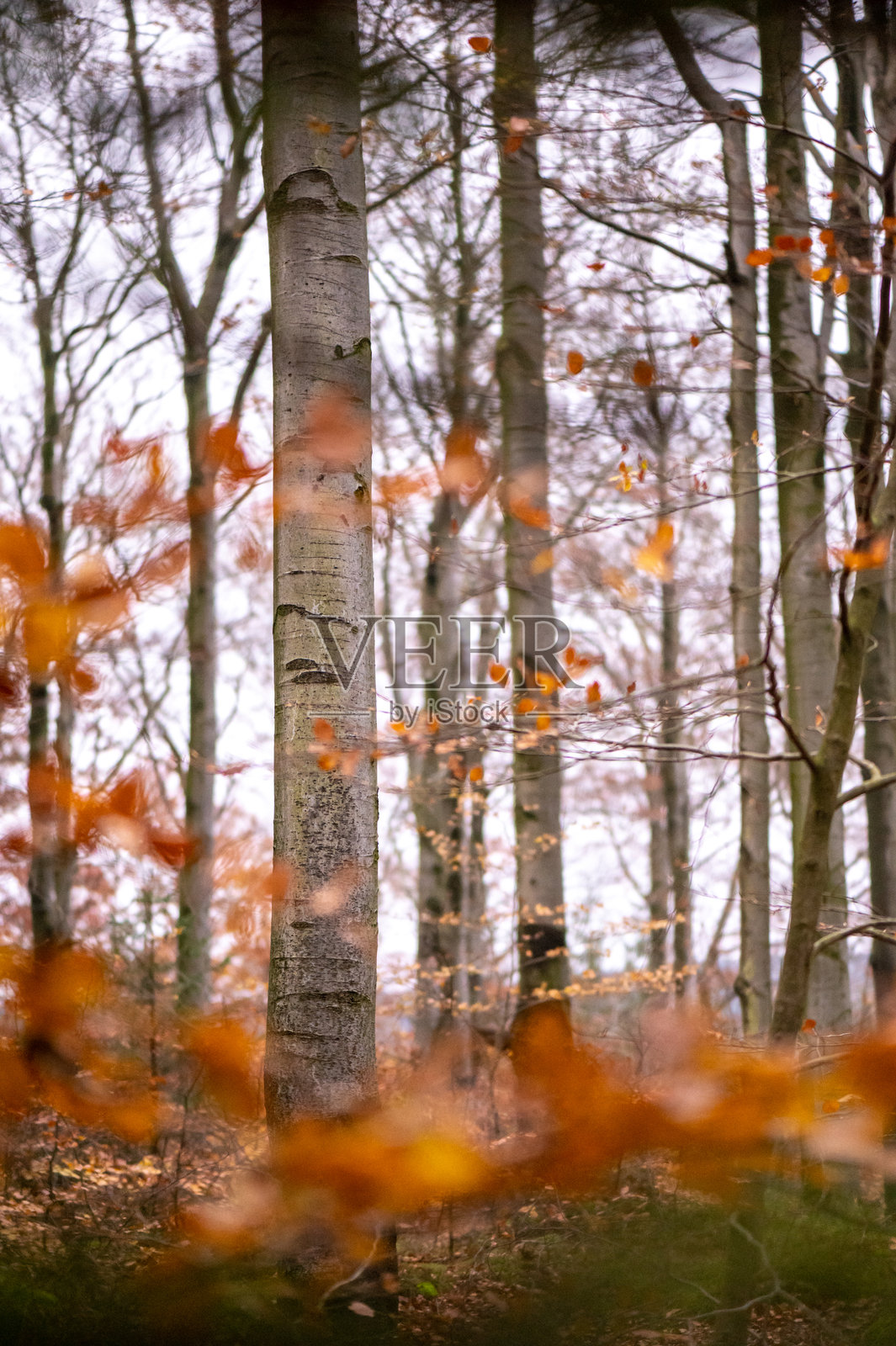 捷克共和国吉泽拉山脉的秋季森林，树干和五彩斑斓的山毛榉树冠照片摄影图片