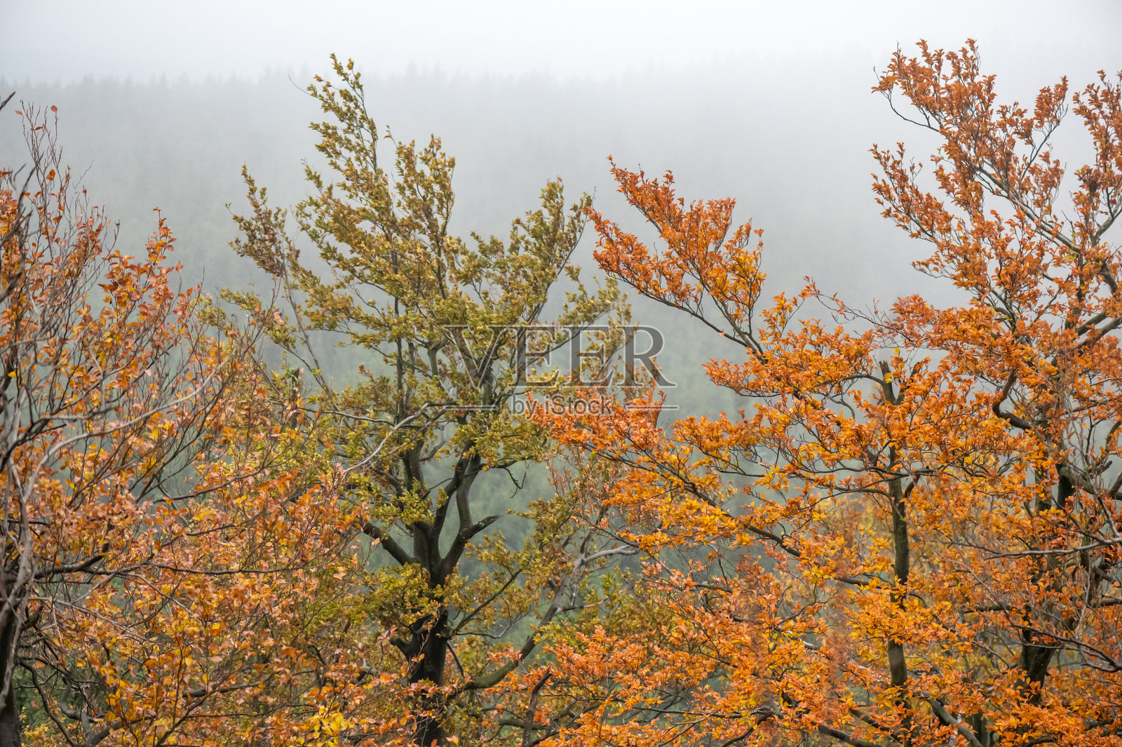 捷泽拉山脉（捷克共和国）秋季雾气弥漫的森林与树干照片摄影图片
