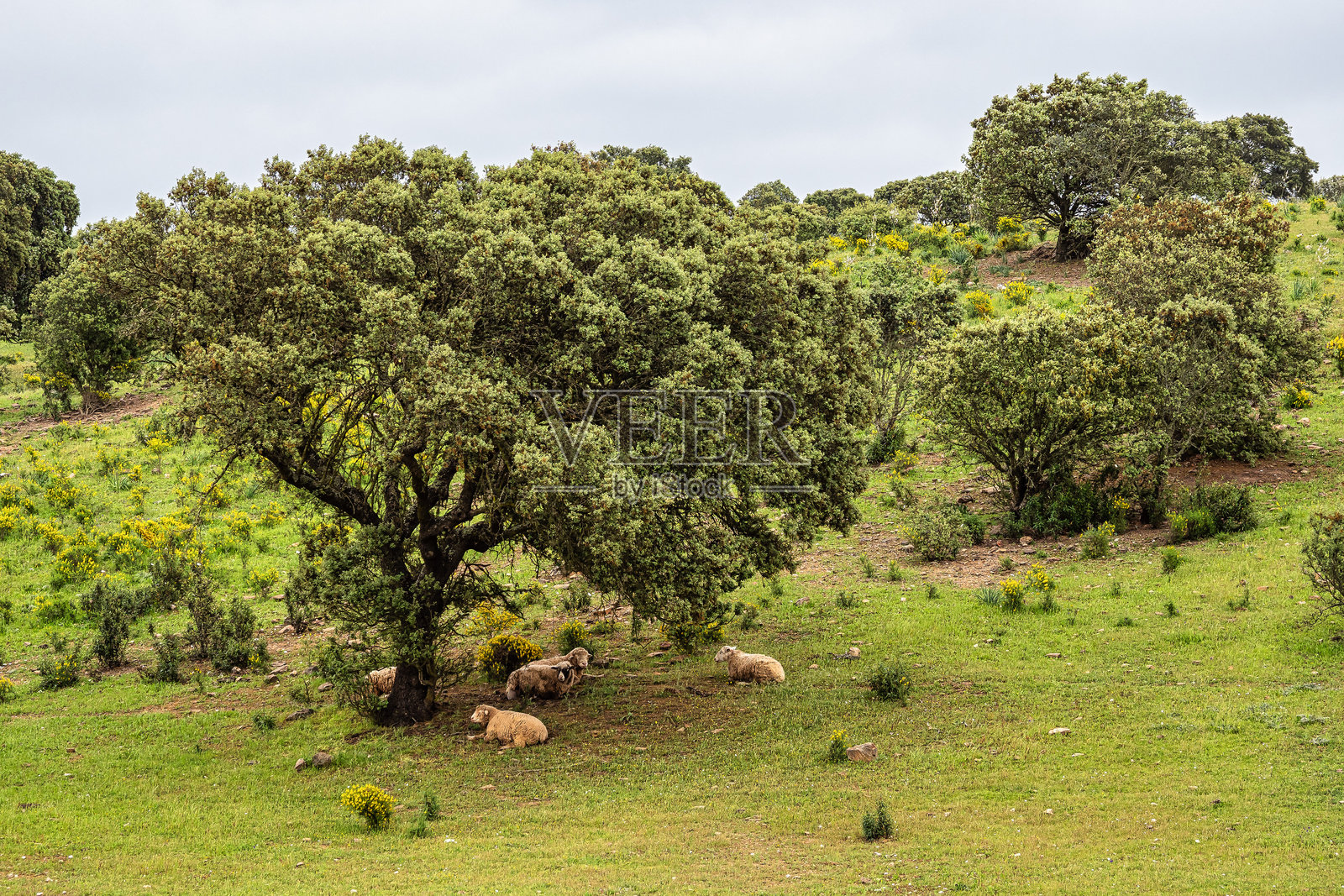 美丽的风景，野花草甸位于葡萄牙阿连特茹的瓜迪亚纳河自然公园，靠近梅尔图拉。照片摄影图片