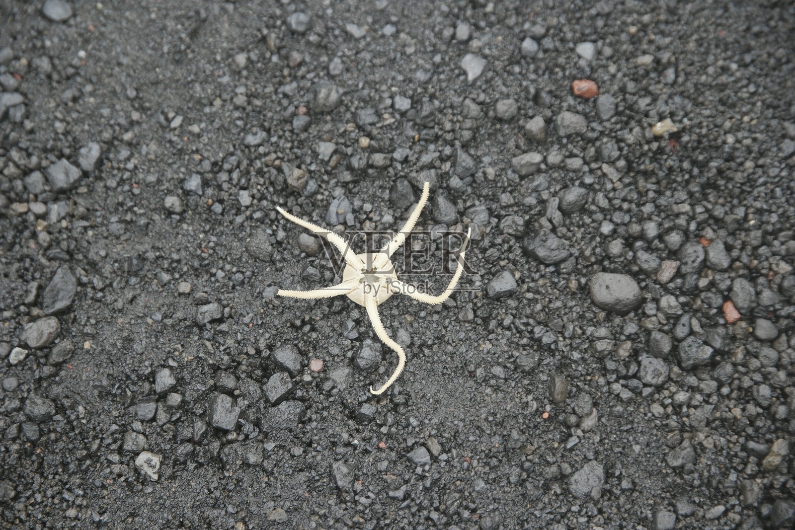 沙滩上的海星照片摄影图片