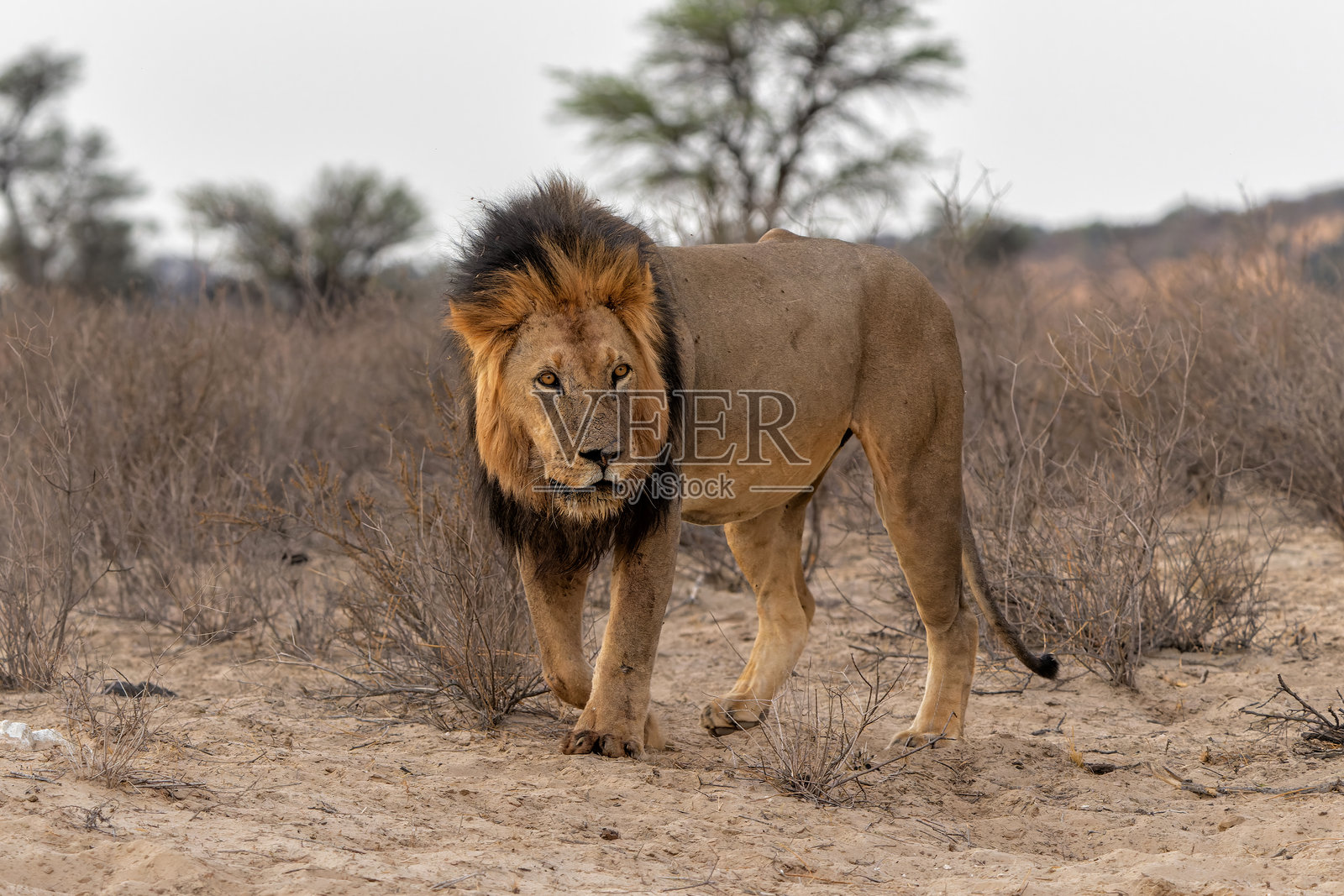 卡拉哈里沙漠中的狮子。照片摄影图片