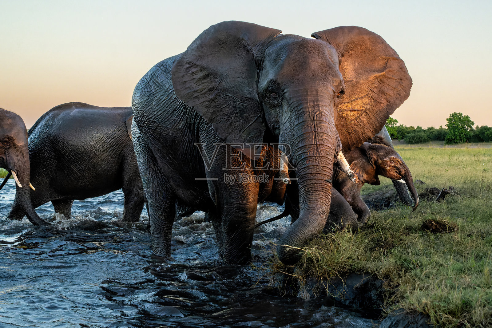 与大象在乔贝河交汇的亲密接触照片摄影图片
