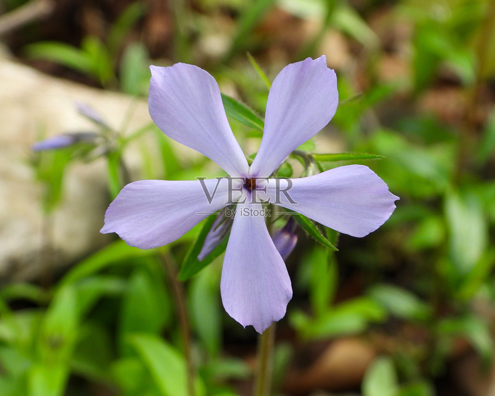 分枝福禄考 - 野生蓝福禄考 - 北美本土林地野花照片摄影图片