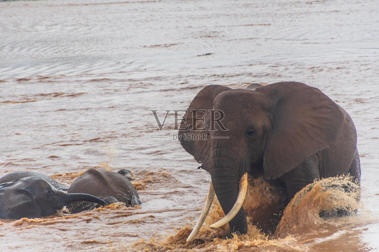 桑布鲁国家保护区的非洲象照片摄影图片