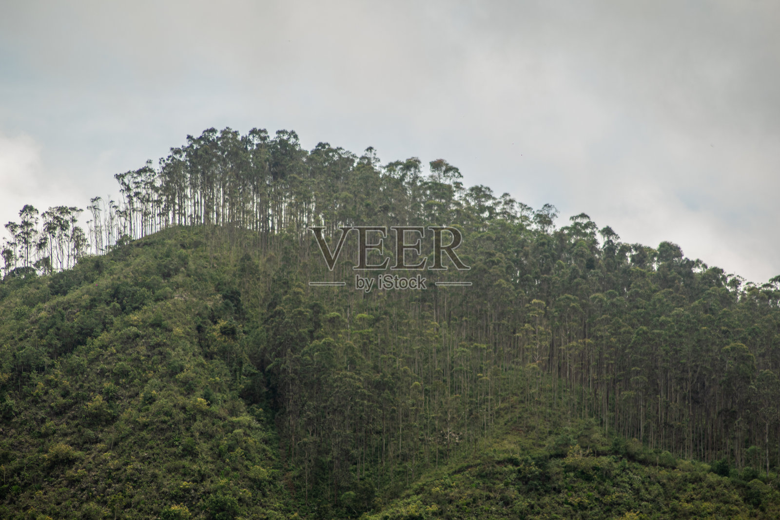 哥伦比亚山区的松树和桉树单一栽培园照片摄影图片