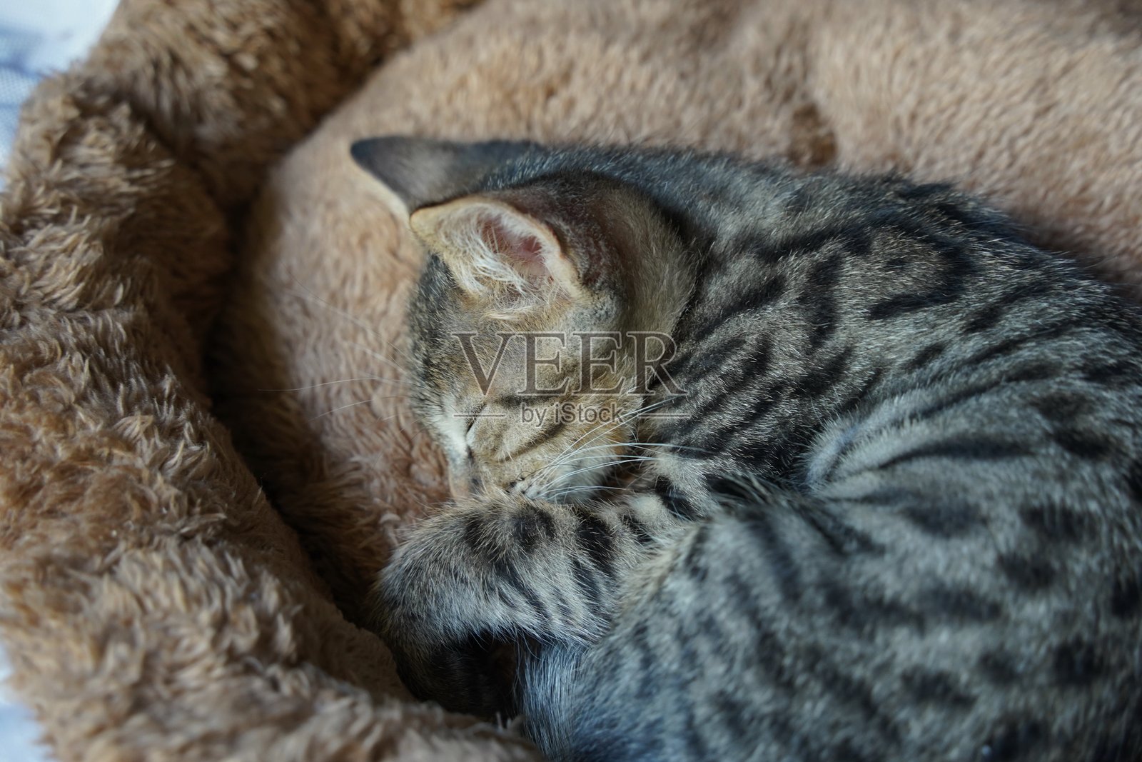 小条纹睡觉的小猫，黑色鼻子，安静地躺在房间里照片摄影图片