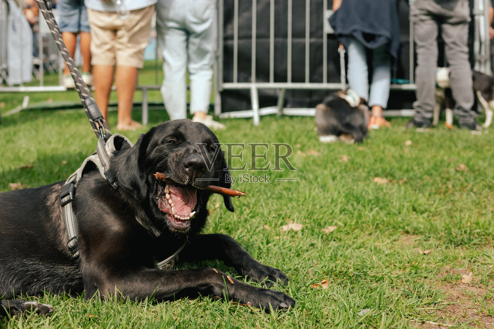 一只听话的狗躺在草地上，主人脚边。纯种狗在世界犬展上。友谊、散步、宠物。系列的一部分。照片摄影图片