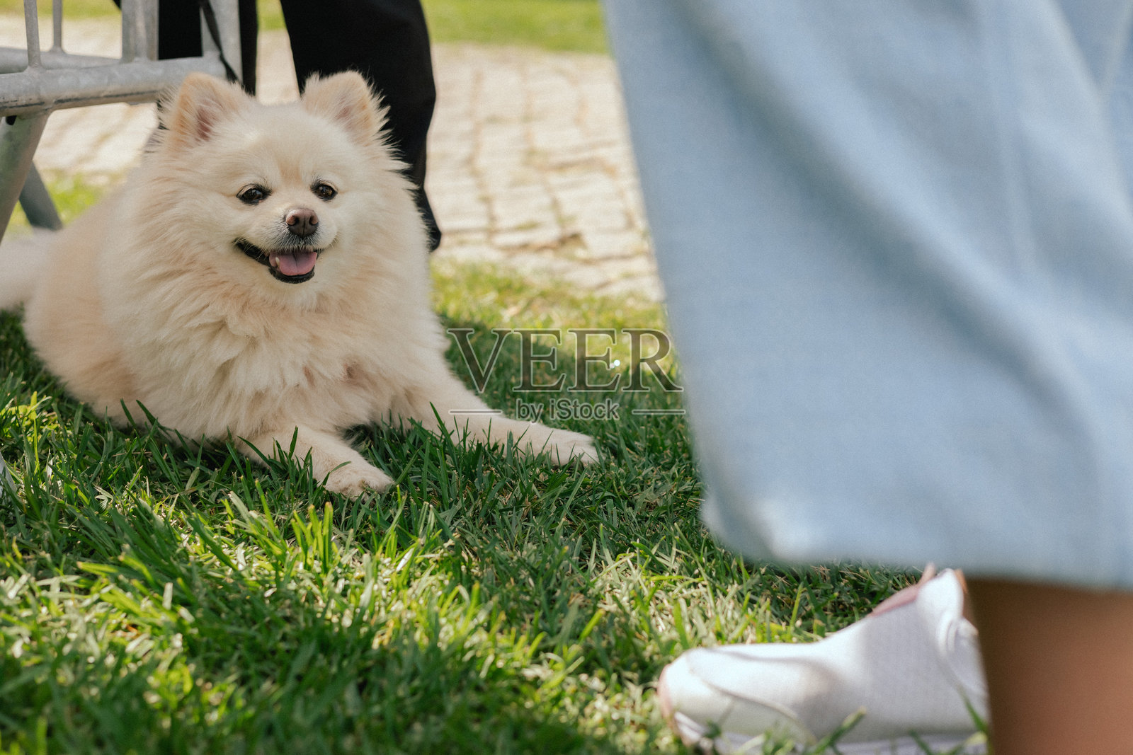 一只听话的狗躺在草地上，主人脚边。纯种狗在世界犬展上。友谊、散步、宠物。系列的一部分。照片摄影图片