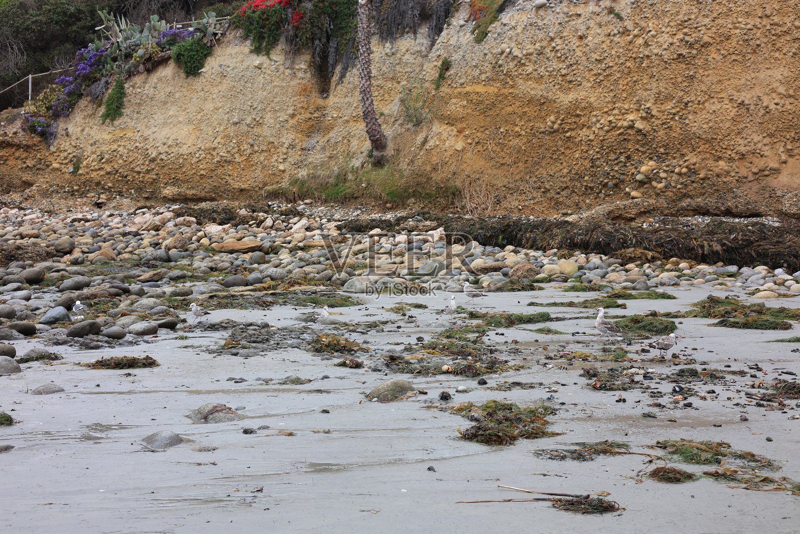 鸟类在圣地亚哥的Tourmaline或Old Man's Surfing Park的潮汐海盆中觅食，那里满是龙虾尾、贝类和其他海洋馈赠。照片摄影图片