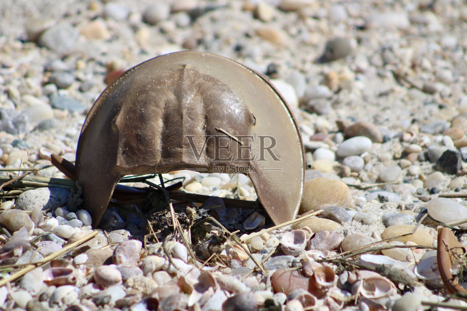马蹄蟹壳照片摄影图片