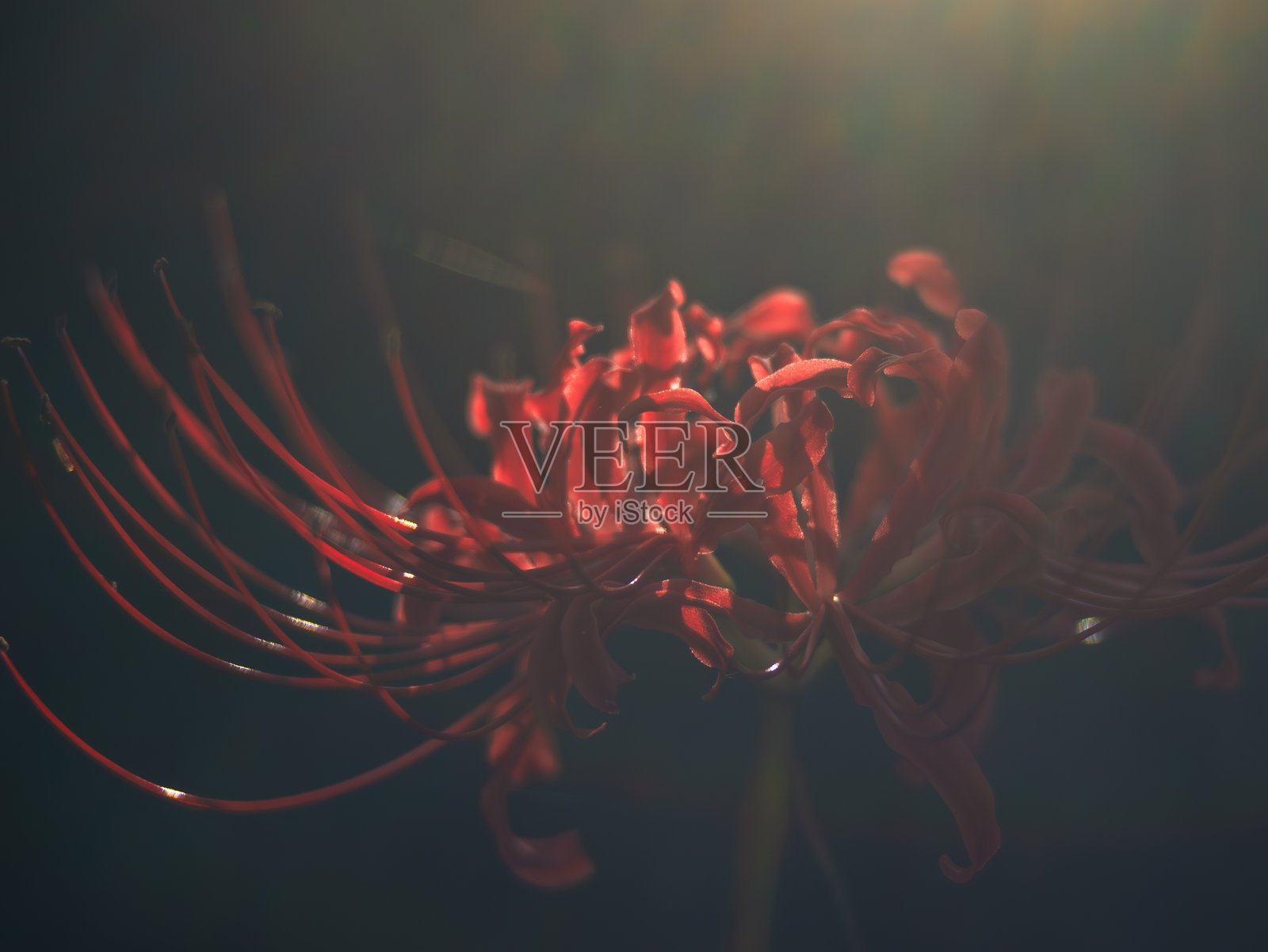 红蜘蛛百合或彼岸花在秋天的风中盛开，怀旧的负片电影效果伴随镜头光晕照片摄影图片