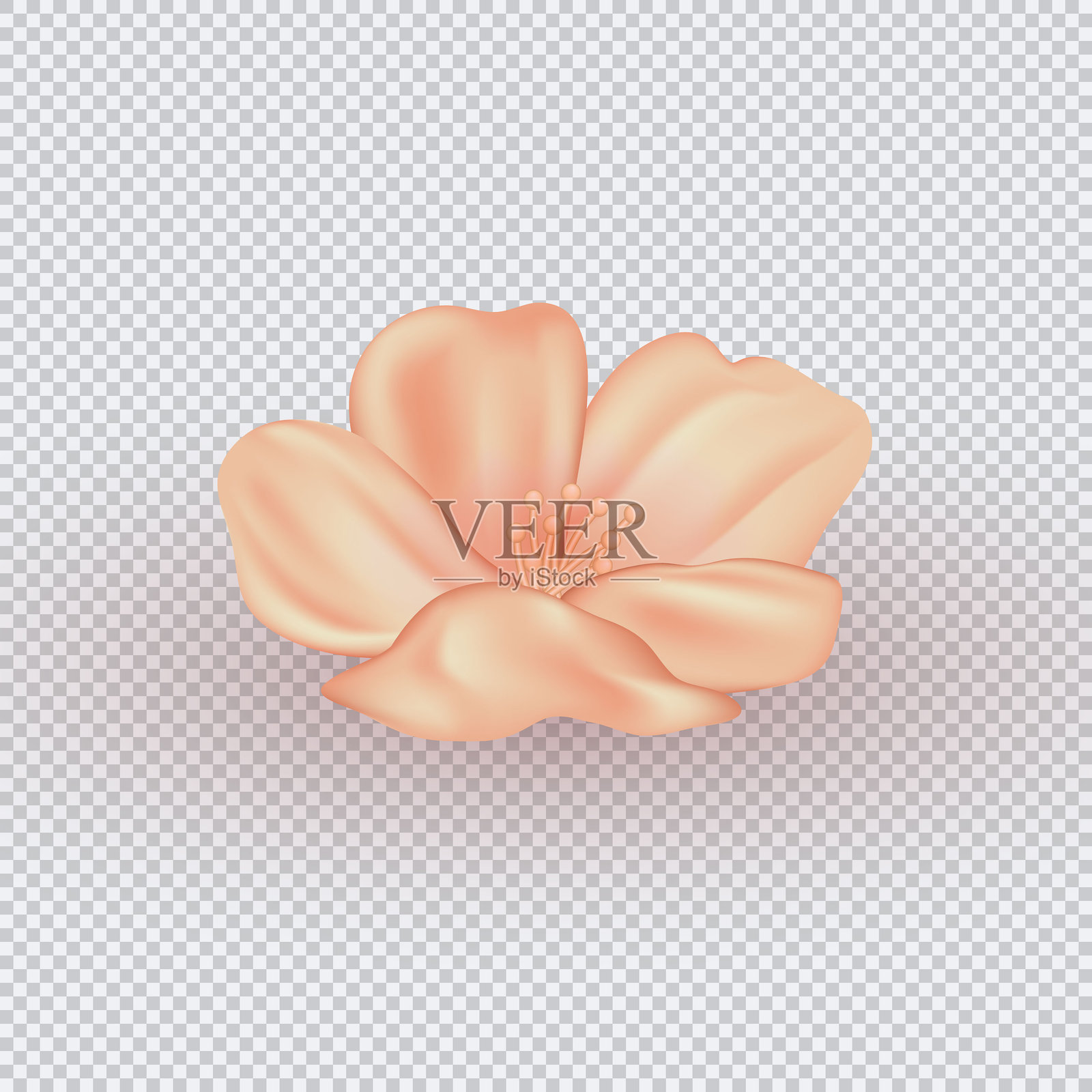 精致的3D米色樱花、梅花或桃花，带有柔软逼真的花瓣和复杂的雄蕊。插画图片素材