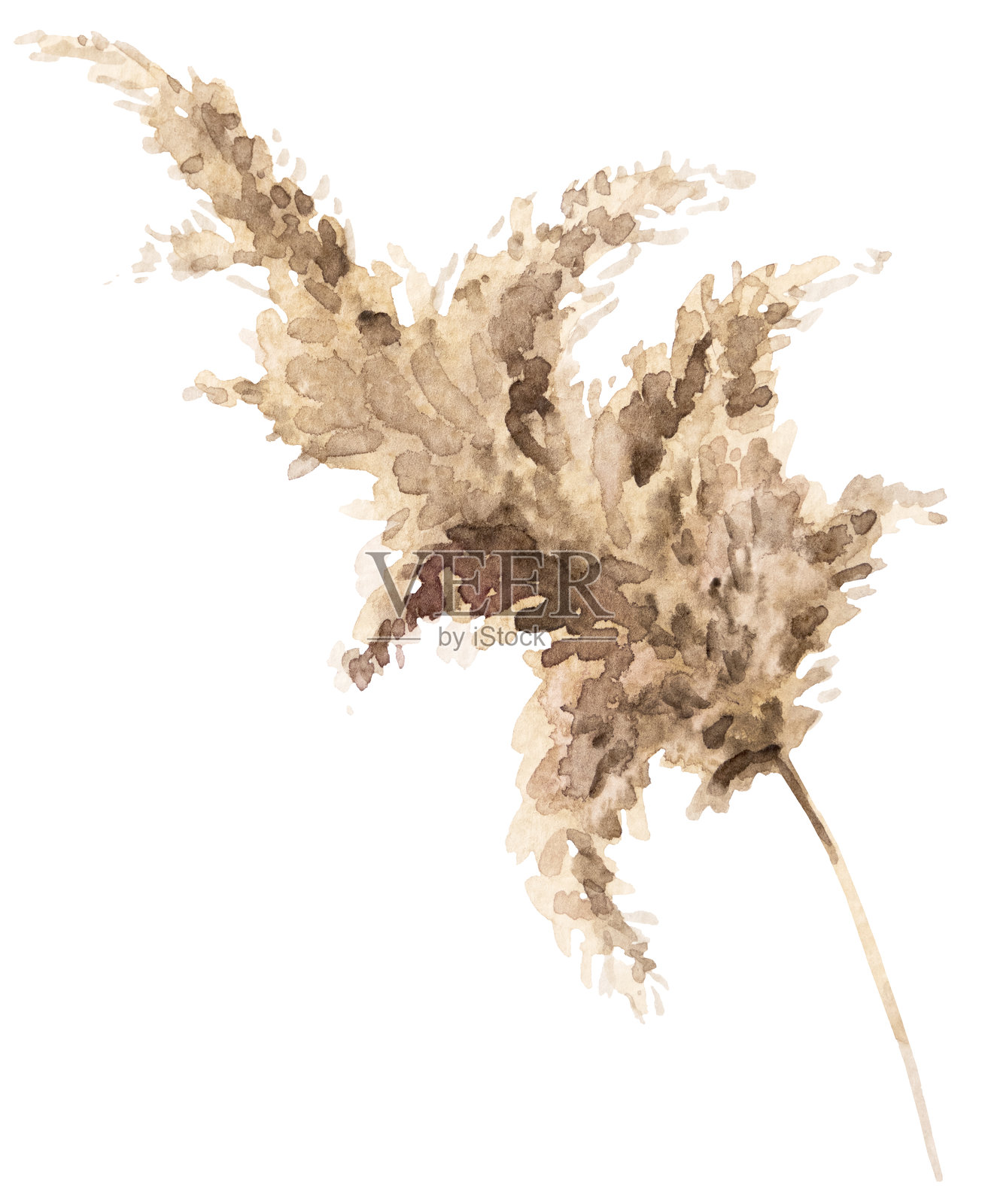 水彩干燥的芦苇草，米色热带婚礼元素，波西米亚风格插图插画图片素材