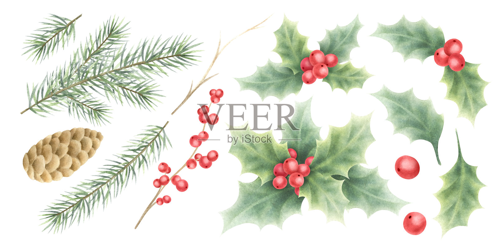 圣诞冬青植物、云杉树枝和松果的水彩插图，背景为白色。手绘的红色浆果、绿色叶子和小枝，适用于新年邀请函、节日包装和设计。插画图片素材