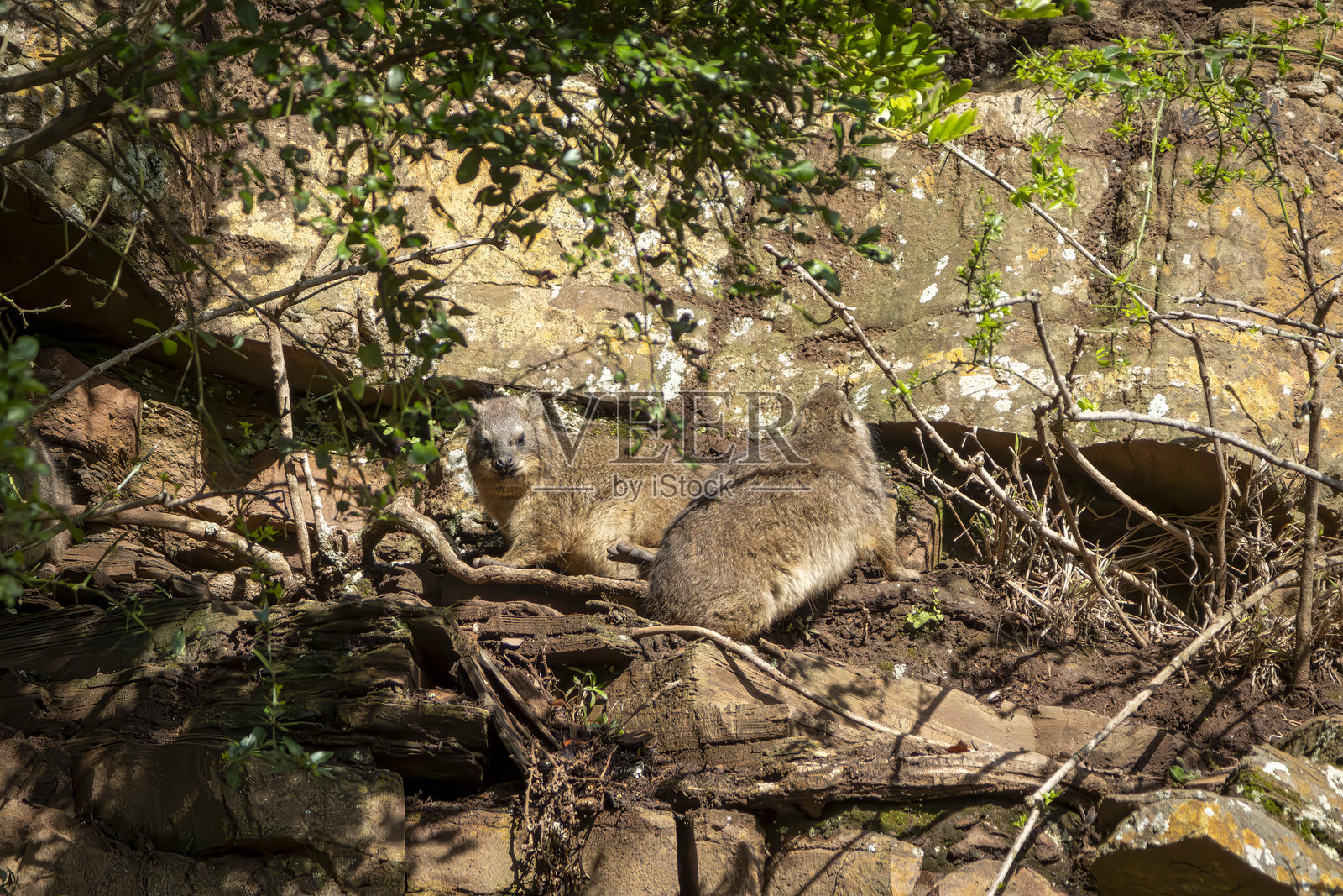 南非野生动物保护区的一只开普岩鼠。照片摄影图片