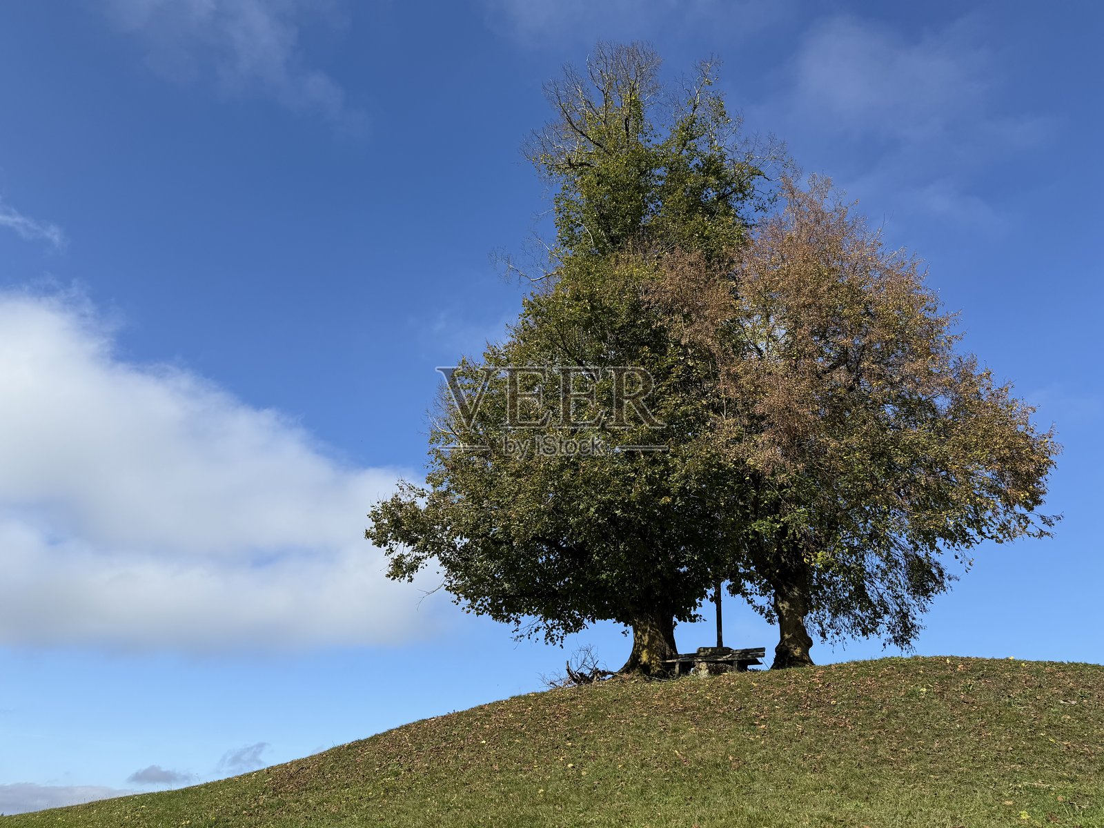 椴树照片摄影图片