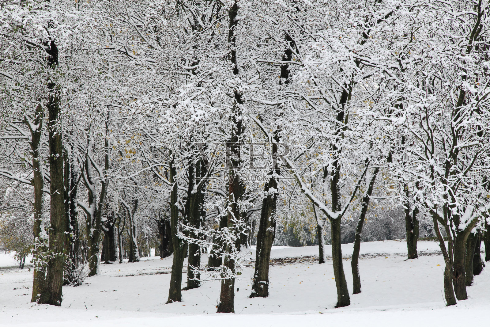 光秃秃的树木照片摄影图片