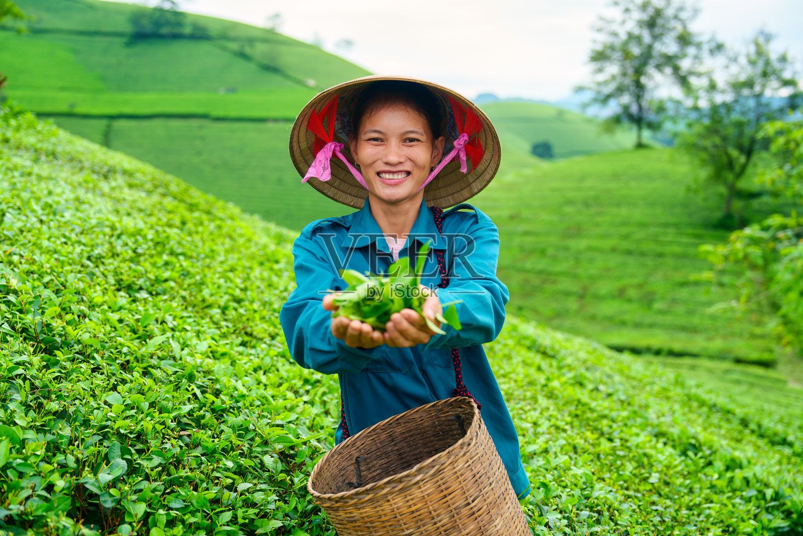 快乐的女性农业工作者在农田中微笑着展示从龙 Coc 茶山采摘的茶叶照片摄影图片