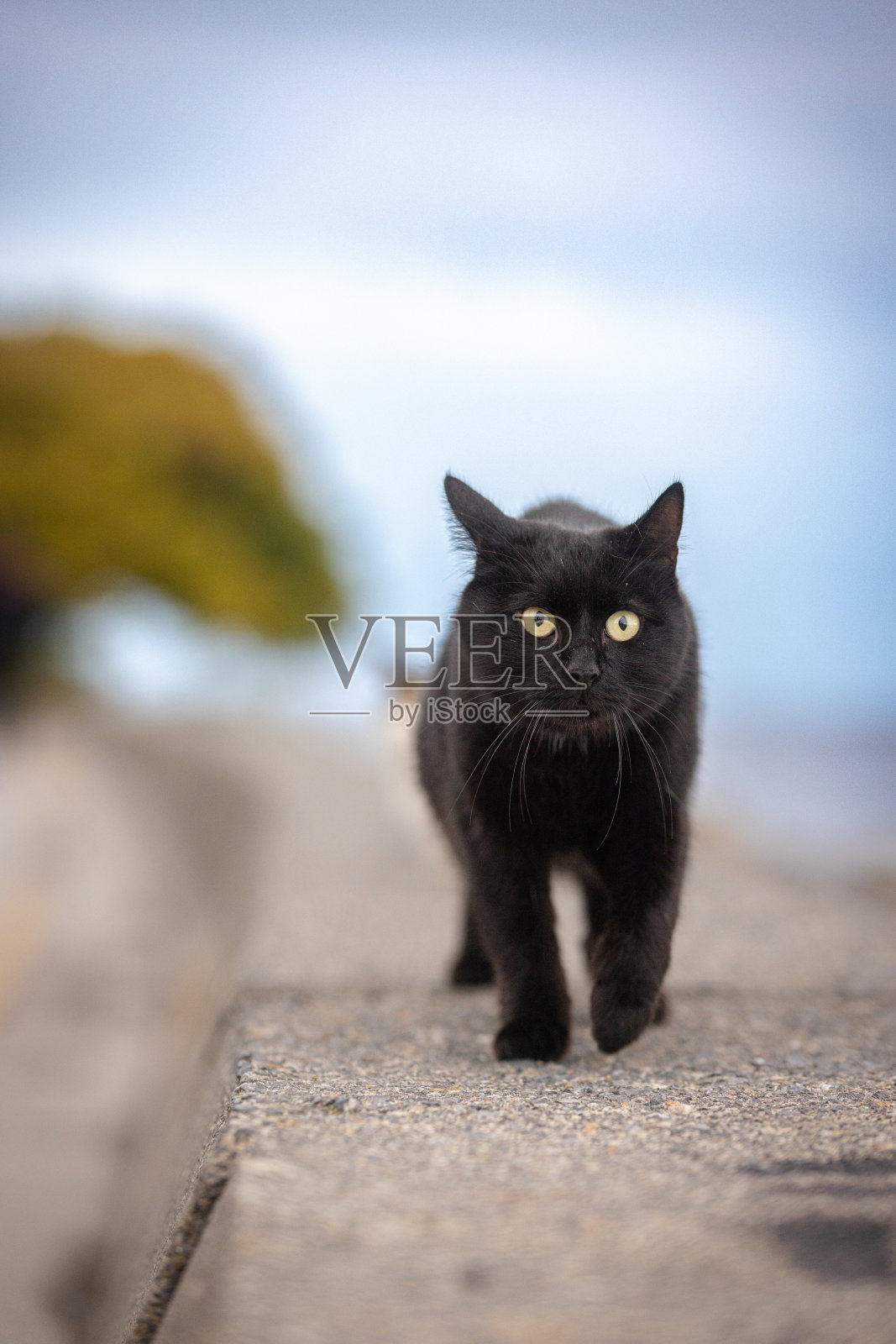 黑色流浪猫在外面走。照片摄影图片