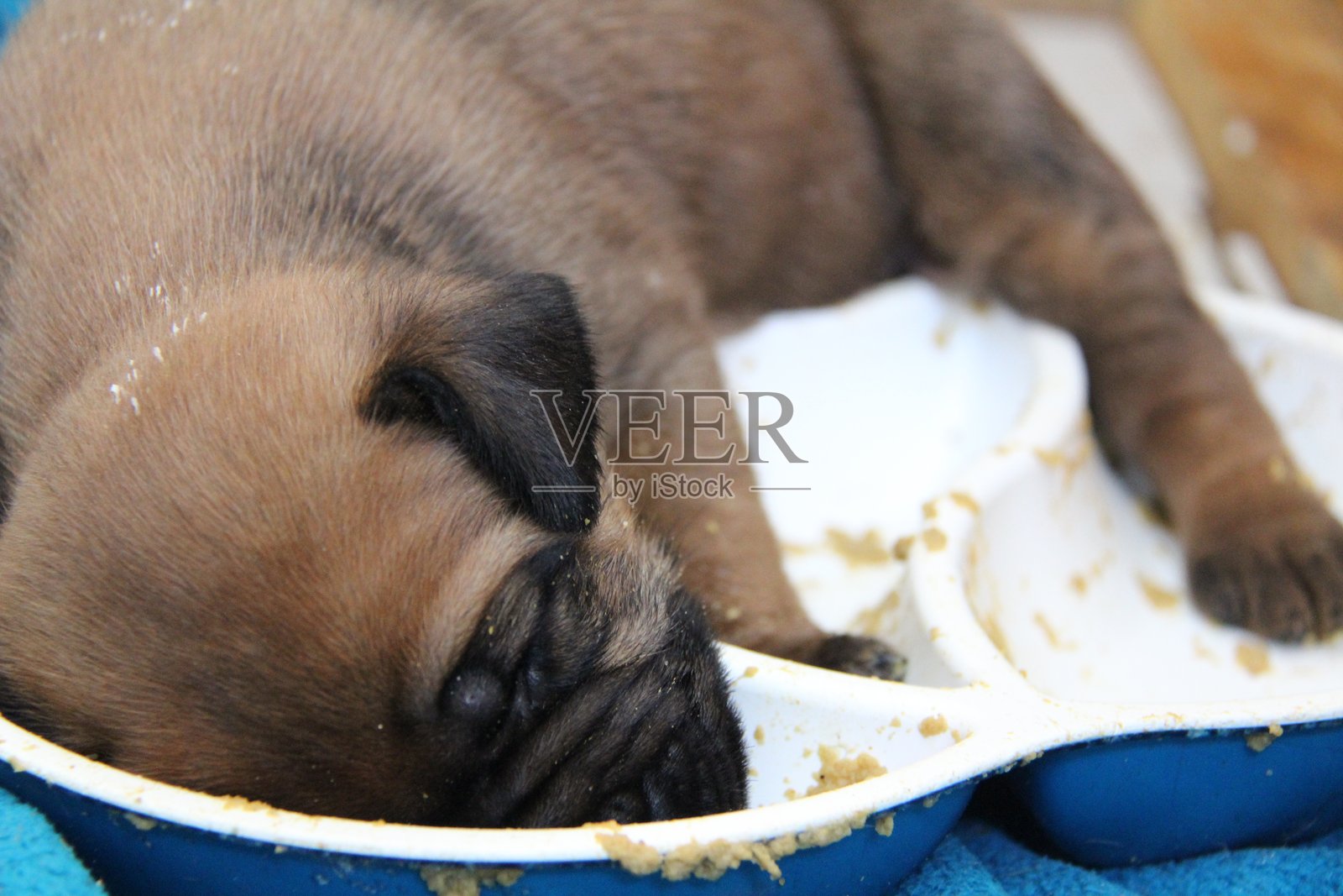小狗照片摄影图片