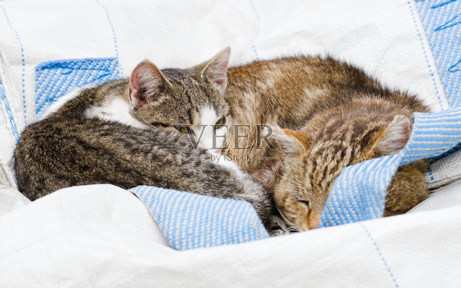 懒惰的家猫在外面睡觉。照片摄影图片