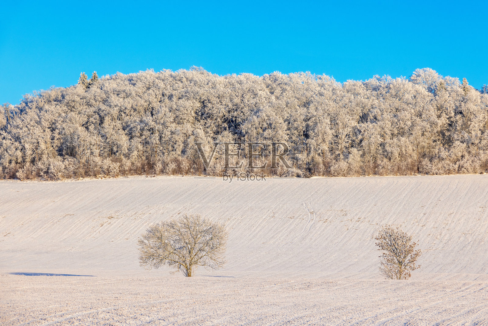 阳光明媚的冬日，雪覆盖的田野与树木，旁边是一座有霜冻森林的小山。照片摄影图片