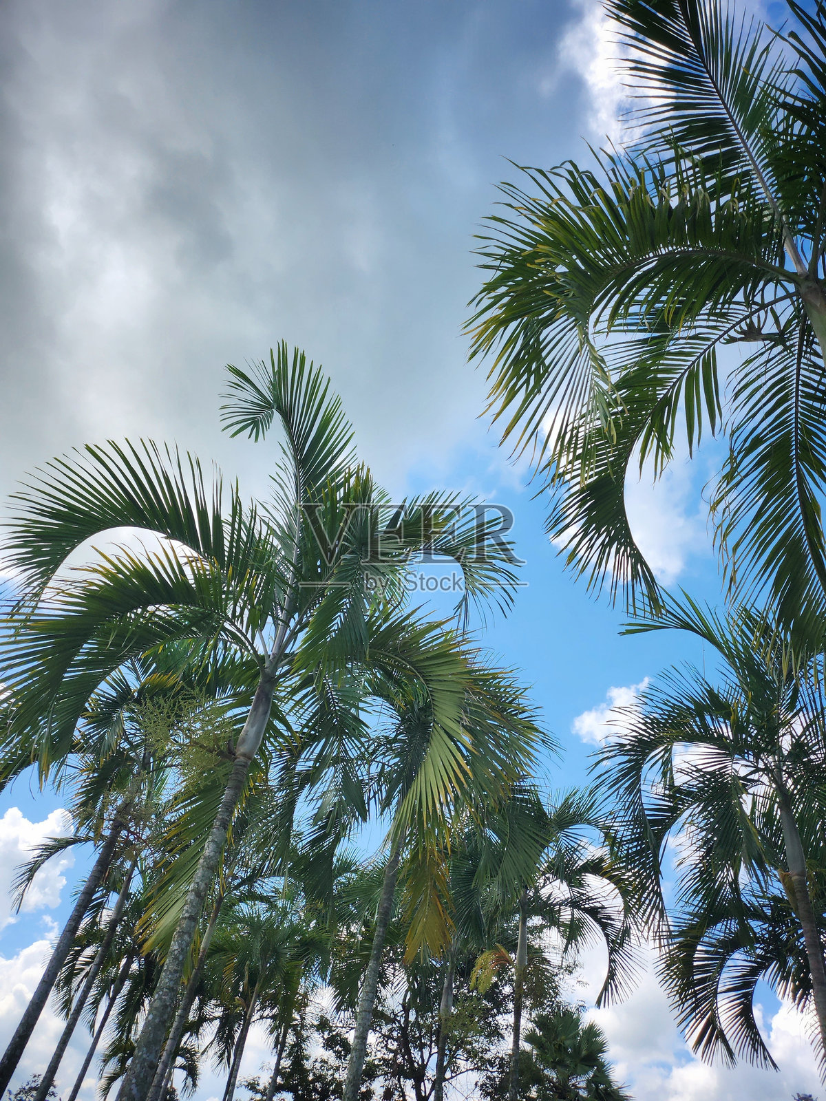 美丽的绿色热带植物叶子与蓝天照片摄影图片