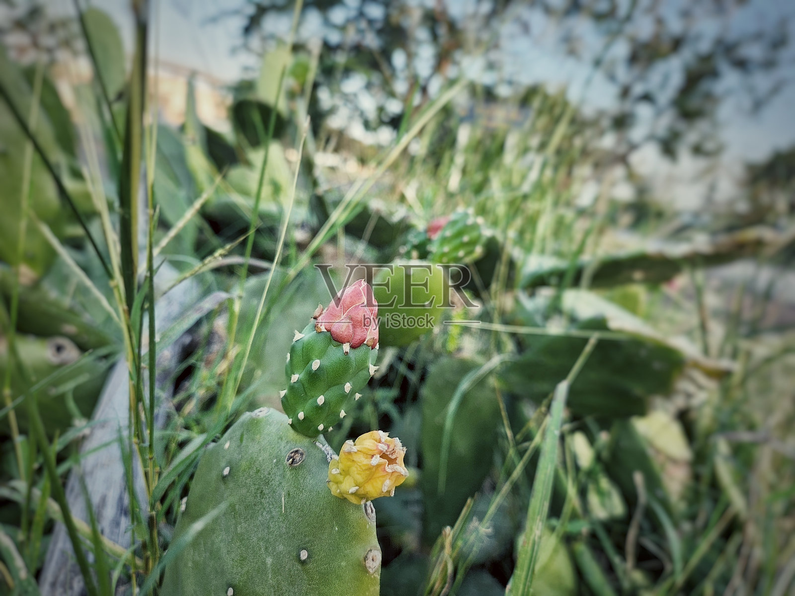 仙人掌植物花朵特写照片摄影图片